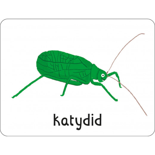 مايلز كيلي - Lots To Spot Flashcards Bugs