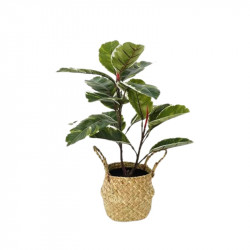 Nova home "Rubber" artificial tree  - variegated  55 cm