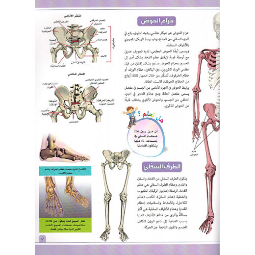 تجربة تطبيقية عن الهيكل العظمي