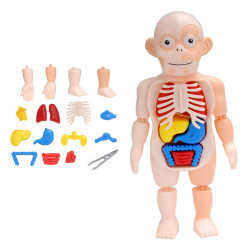 Human Body Model 3D Puzzle For Kids Educational Learning